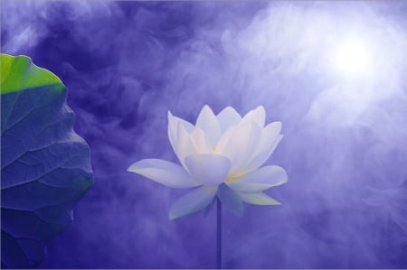 White fragility - lotus, white fragility, flower, blue