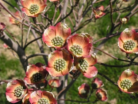 Red Dogwood - nature, dogwood, blossom, tree, flowers, spring