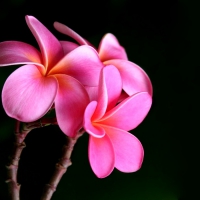 Plumeria for Adi