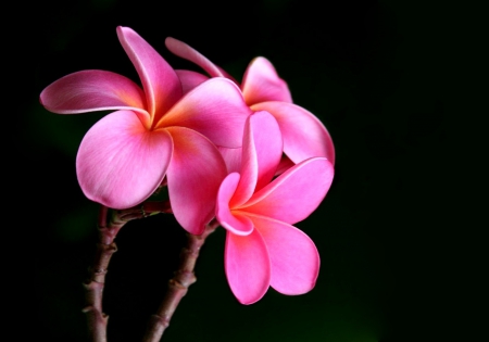 Plumeria for Adi - flowers, pink plumeria, plumeria, pink flowers, flower, pink, pink flower