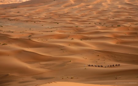 Caravan - Sand, Nature, Caravan, HD, Camel, Deserts