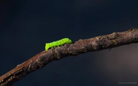 Caterpillar - hd, worms, caterpillar, animals, green