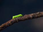 Caterpillar