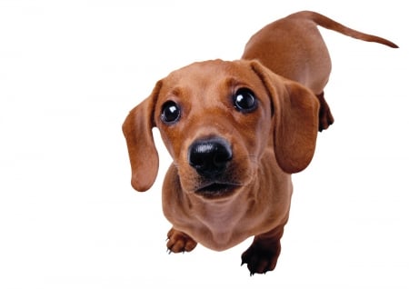 dachshund puppy - pet, cute, dog, puppy, curious, dachshund