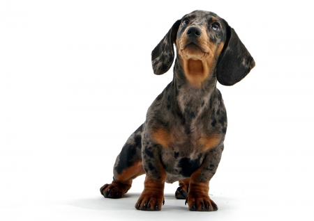 Special kind of cuteness - cute, dachshund, pet, puppy, dog