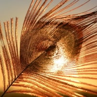 Golden feather