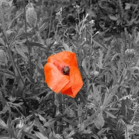 ORANGE POPPY