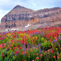 Flowers of Timpanogos