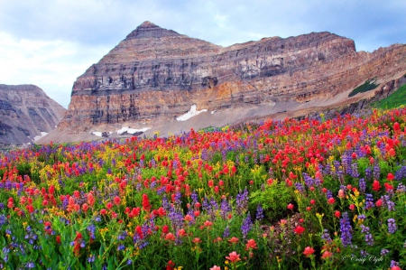 Flowers of Timpanogos - slope, sky, trees, utah, bluebells, colorful, spring, rocks, pretty, cliffs, mountain, summer, lovely, beautiful, photo, wildflowers, lupine