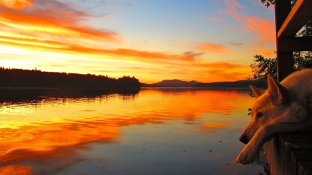 dog watching a beautiful sunset on a river - river, sunset, dog, reflection, pier