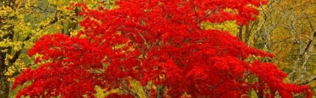 Red Leaves Tree - nature, hd, autumn, forest, red, leaves, tree