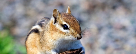 Squirrel - nuts, hd, nature, squirrel, animals, rodents