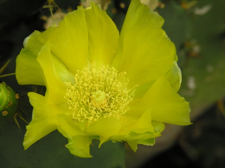 Cactus Flower - flower, yellow, cactus, nature, needles