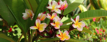 Plumeria - hd, nature, flowers, plumeria