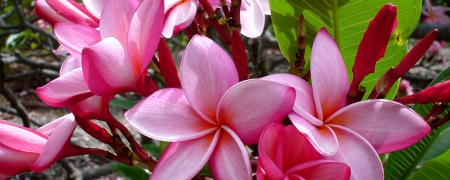 Plumeria - hd, nature, flowers, plumeria