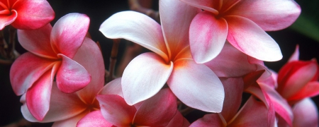 Plumeria - hd, nature, flowers, plumeria