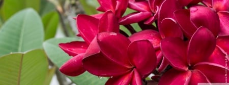 Red Plumeria - hd, nature, red, flowers, plumeria