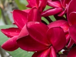 Red Plumeria