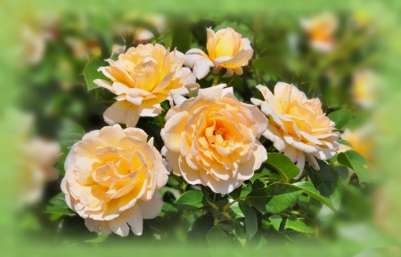 * Roses * - flowers, flower, roses, nature