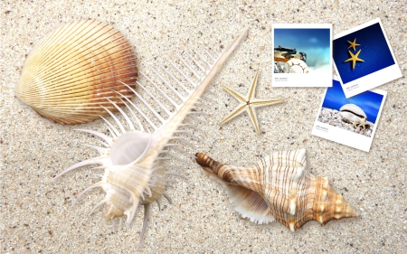 Beach Art - Shells, Pictures, Art, Beach