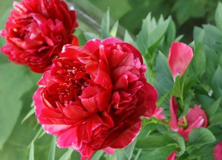 * PEONIES * - nature, peonies, flowers, flower