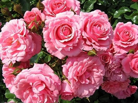 * PINK ROSES * - nature, roses, pink, flowers, flower