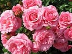 * PINK ROSES *