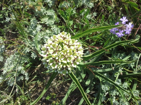 On the ground of Texas- unbeknown flower - texas, morning, wonder, walk