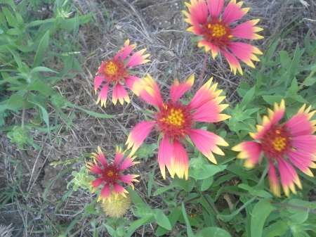 Amazing from Texas - field, texas, amazing, wonder