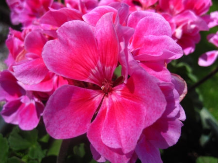 Pink - flowers, nature, photography, flower, pink