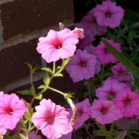 Shady Purple Posies