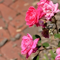 Red and Pink Roses