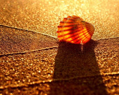 Seashell Shadows - beach, seashell, sunlight, shadows