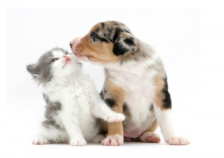 True love - kiss, cute, kitten, pet, cat, puppy, dog