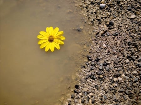 Hope Floats - sand, flower, float, brown, water, yellow