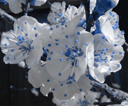 Speckled Blues - flowers, white, branch, blue