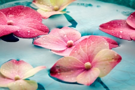 Simply Beautiful - drops, petals, water, splendor, flowers, nature