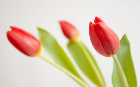 Tulips - flowers, tulips, beautiful, red, bouquet