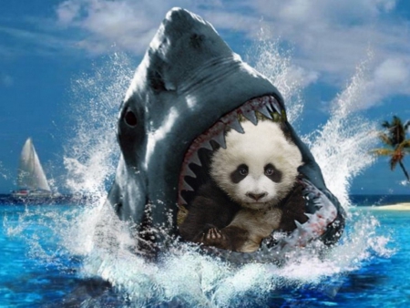 shark - panda, bear, shark, bebe