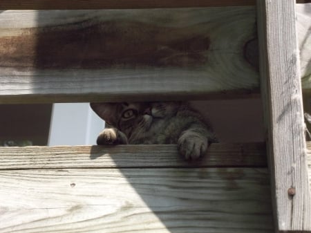 Cat - hat, pretty, cat face, beautiful, lovely, paws, cat, kitten, cute, cats, face, sleeping, animals, kitty