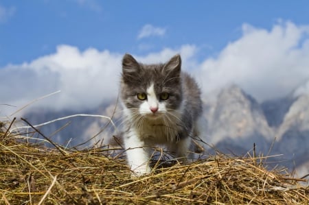 Cat - sleeping, cat face, hat, cat, kitty, animals, lovely, kitten, paws, face, pretty, cats, beautiful, cute