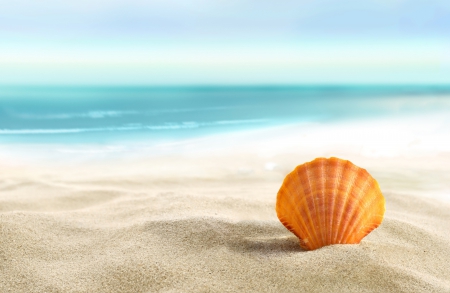 ♥Seashell♥ - seashell, summer, beach, sea, sand