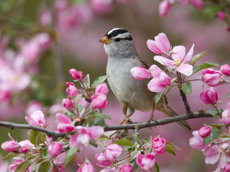 Pink cherry with white bird - cherry, flowers, stem, bird