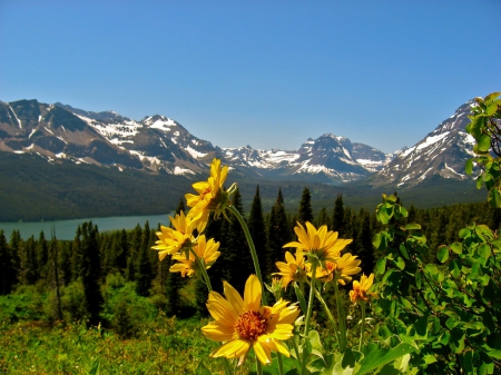 Beautiful flowers in the field - flowers, field, yellow, mountians