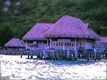 Pink Cottages - leaves, green, beach, cottages