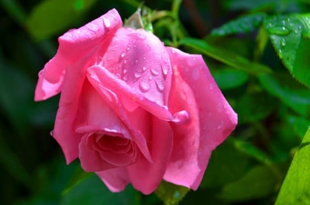 A rose after the rain - beauty, freshness, fragrance, rose, pretty, petals, scent, garden, drops, rain, wet, summer, lovely, beautiful, pink, leaves, flower, beautiul