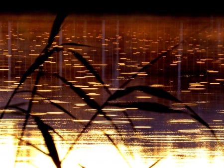 Rain - morning, grasses, pond, rain