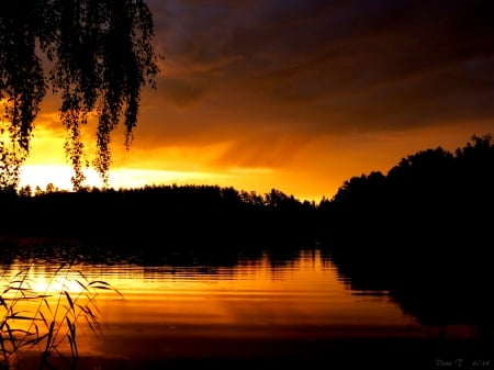 Sunrice - birch, sunrice, pond, rain