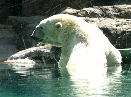 Half Water Half land bear - water, rock, cold, bear