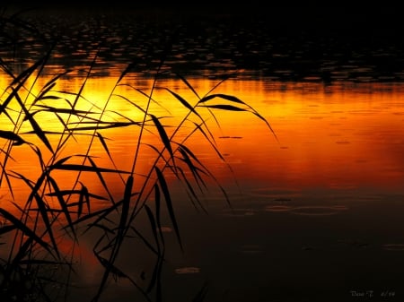 Sunrice - morning, pond, rain, sunrice